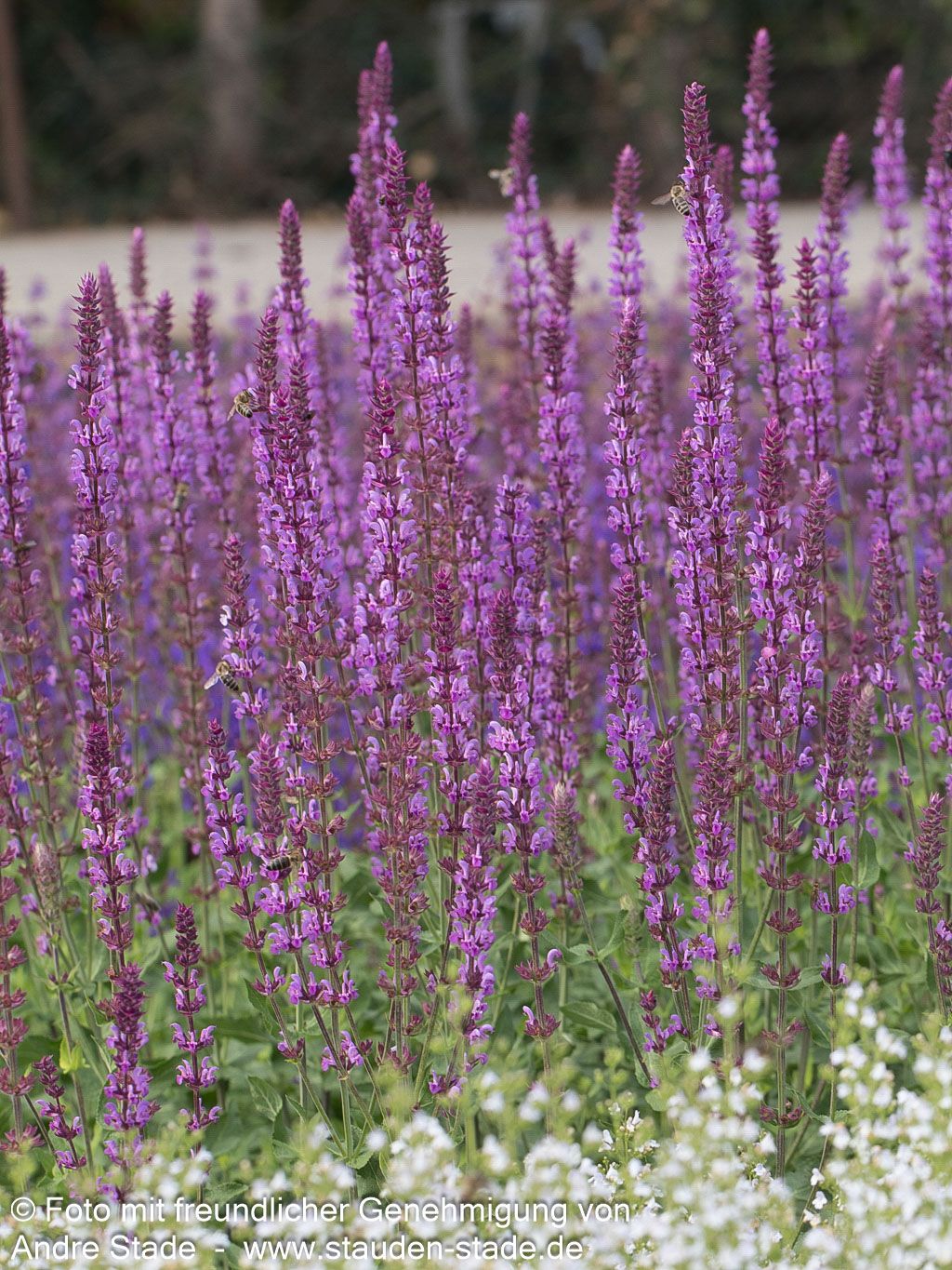 Blüten-Salbei 'Amethyst' (Salvia nemorosa)