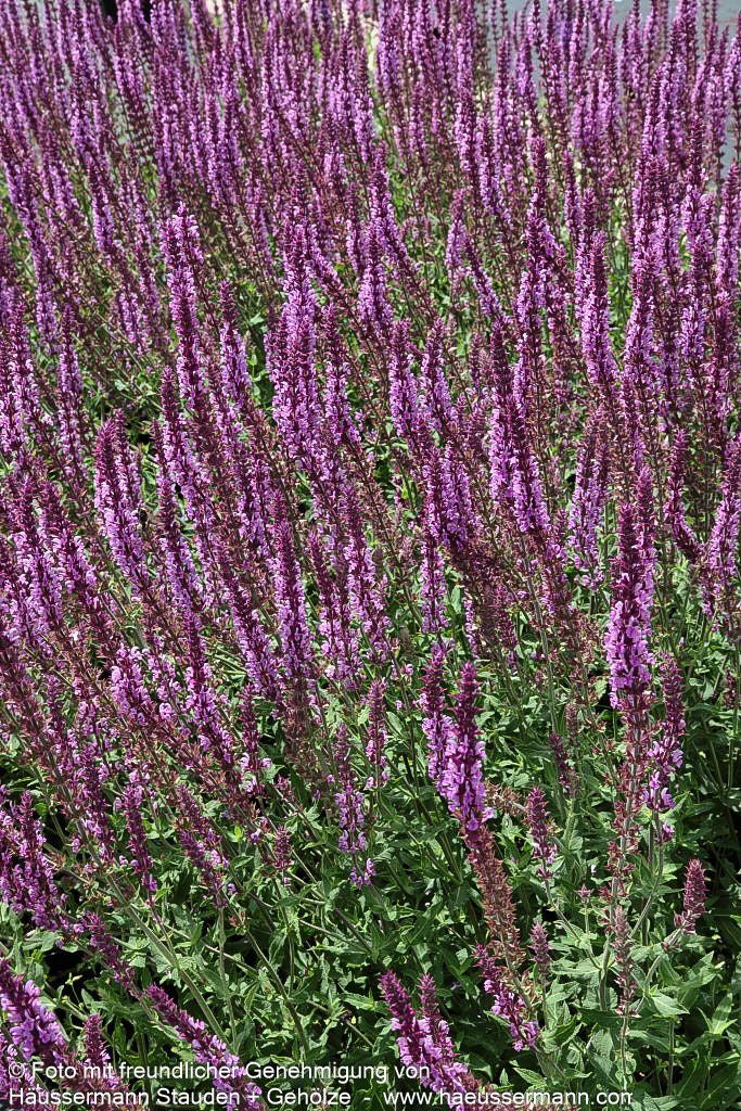 Blüten-Salbei 'Amethyst' (Salvia nemorosa)