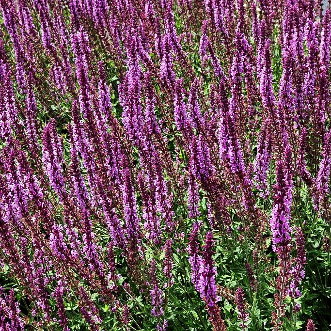 Blüten-Salbei 'Amethyst' (Salvia nemorosa)