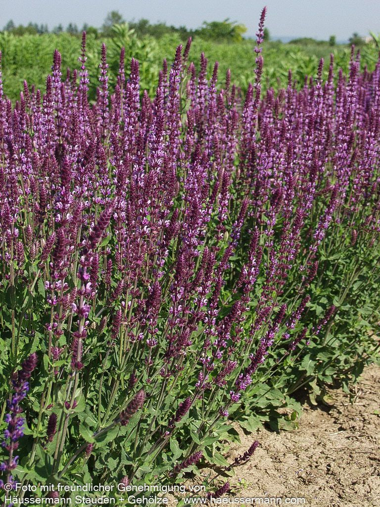 Blüten-Salbei 'Amethyst' (Salvia nemorosa)