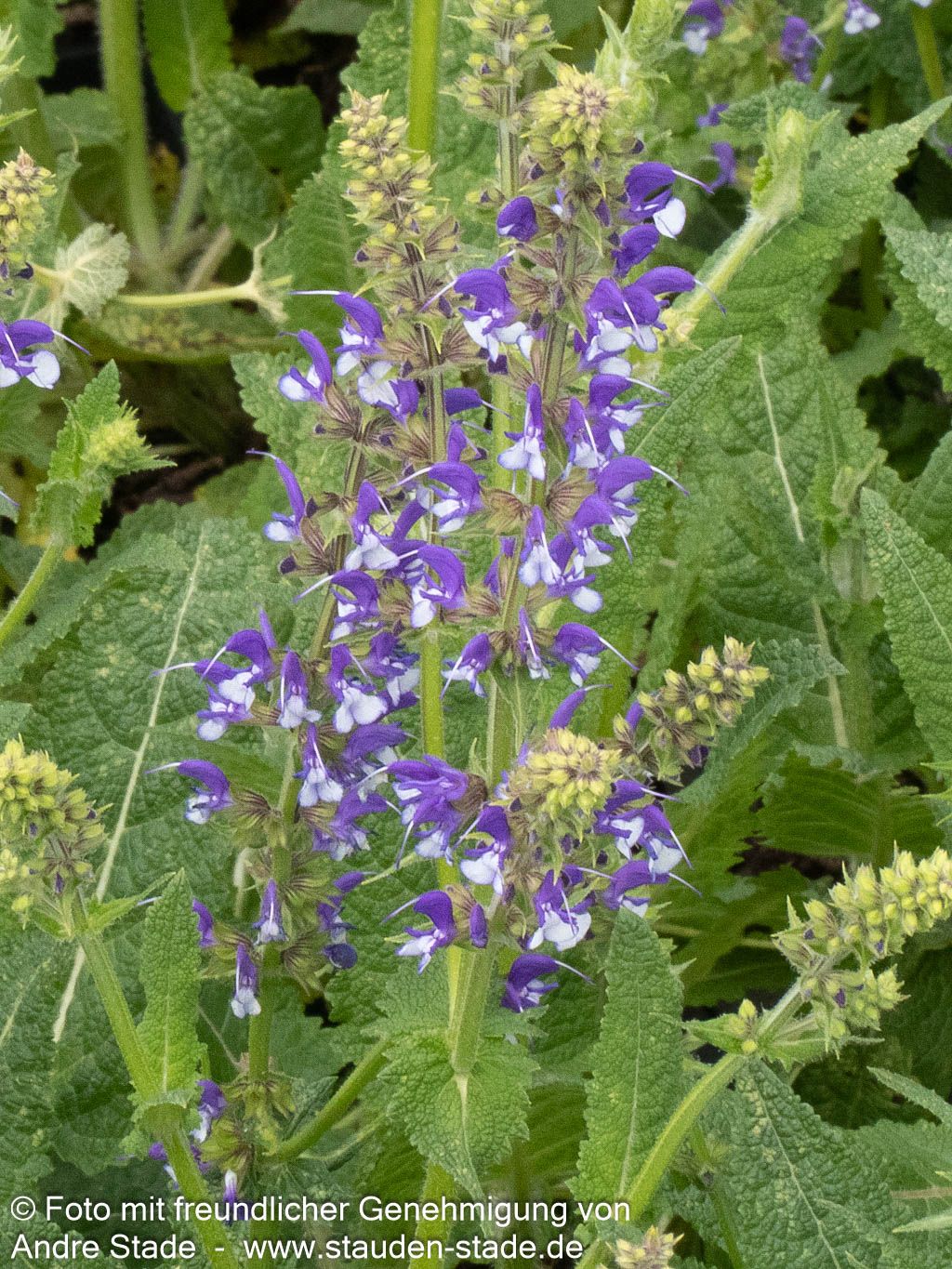 Blüten-Salbei 'Azure Snow' (Salvia pratensis Color Spires)