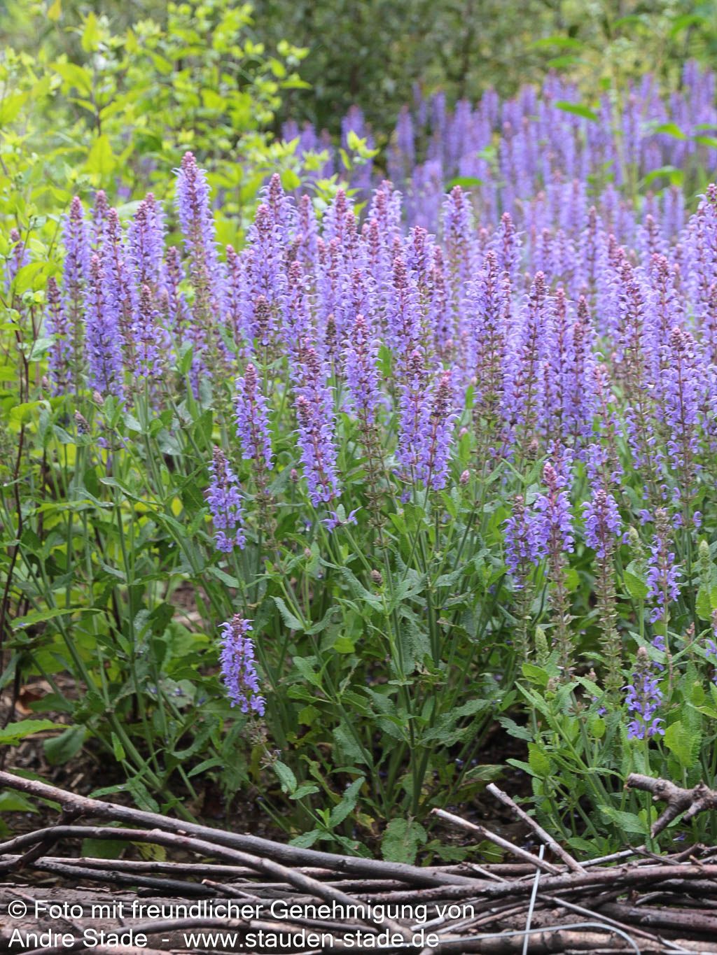 Blüten-Salbei 'Blauhügel' (Salvia nemorosa)