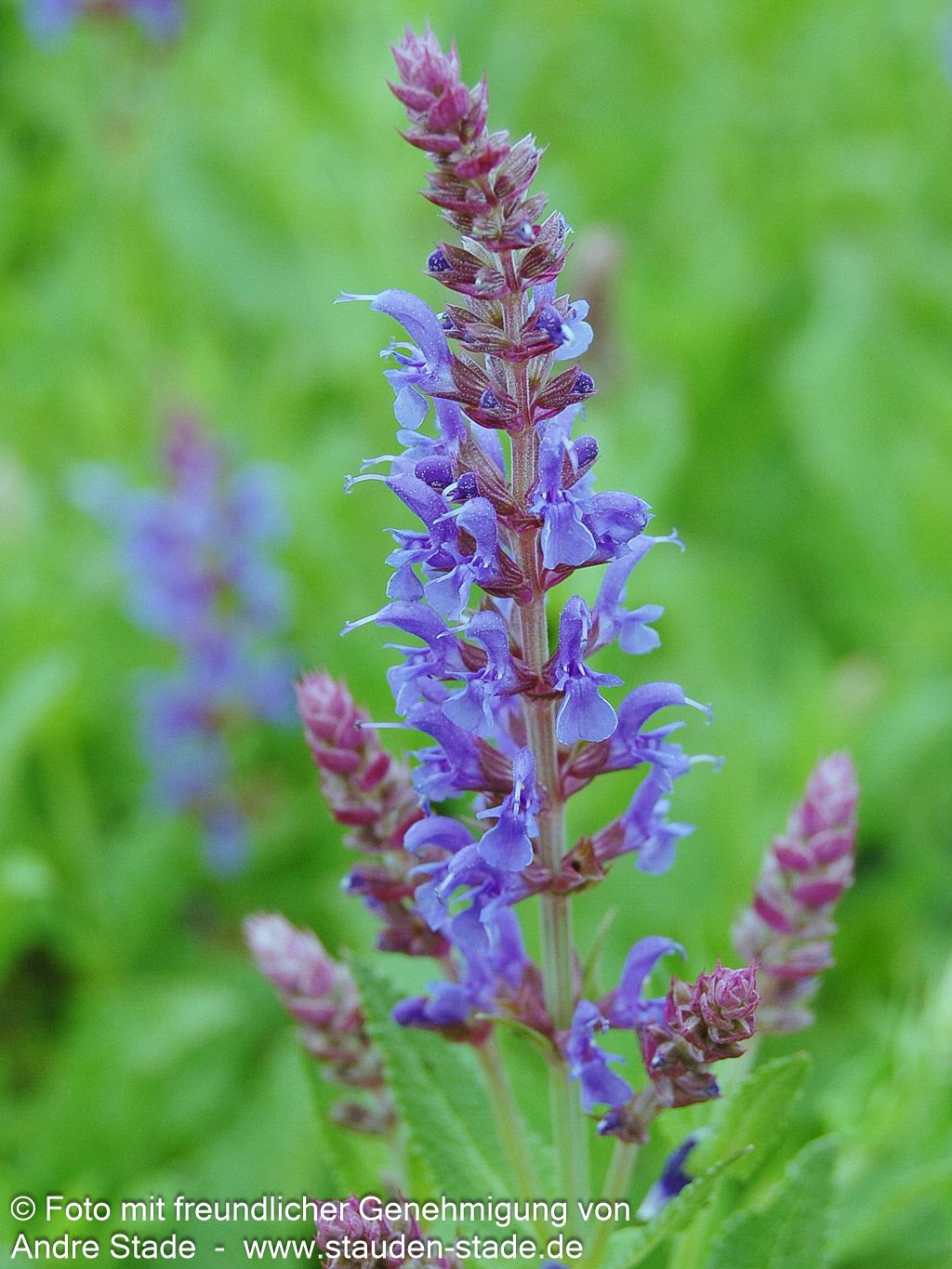 Blüten-Salbei 'Blauhügel' (Salvia nemorosa)
