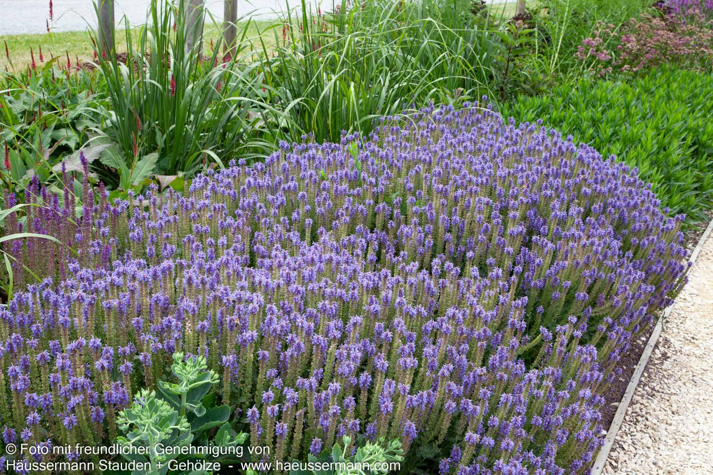 Blüten-Salbei 'Blauhügel' (Salvia nemorosa)