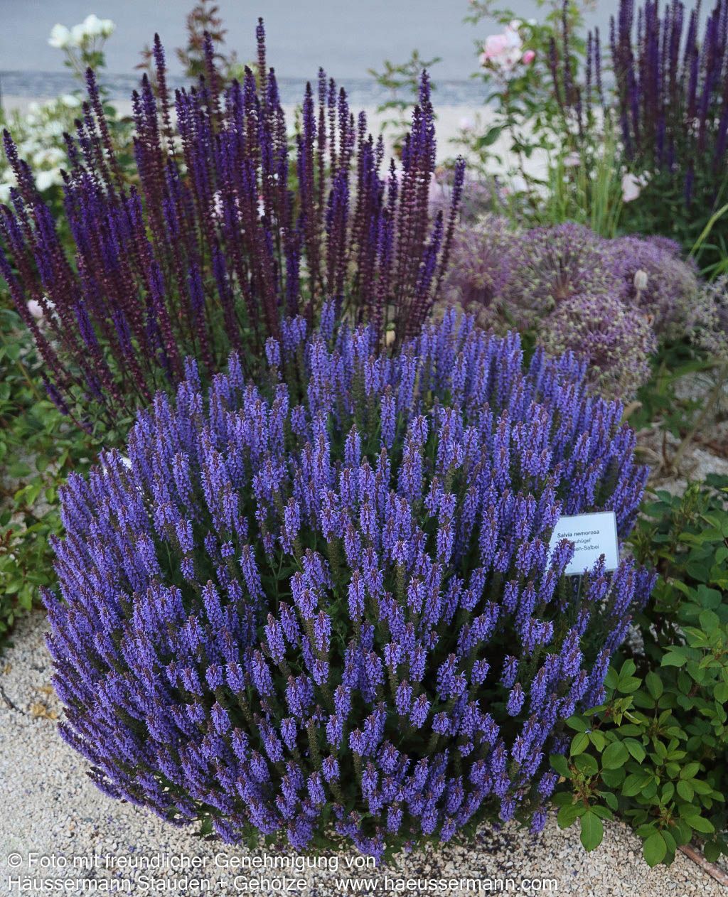 Blüten-Salbei 'Blauhügel' (Salvia nemorosa)