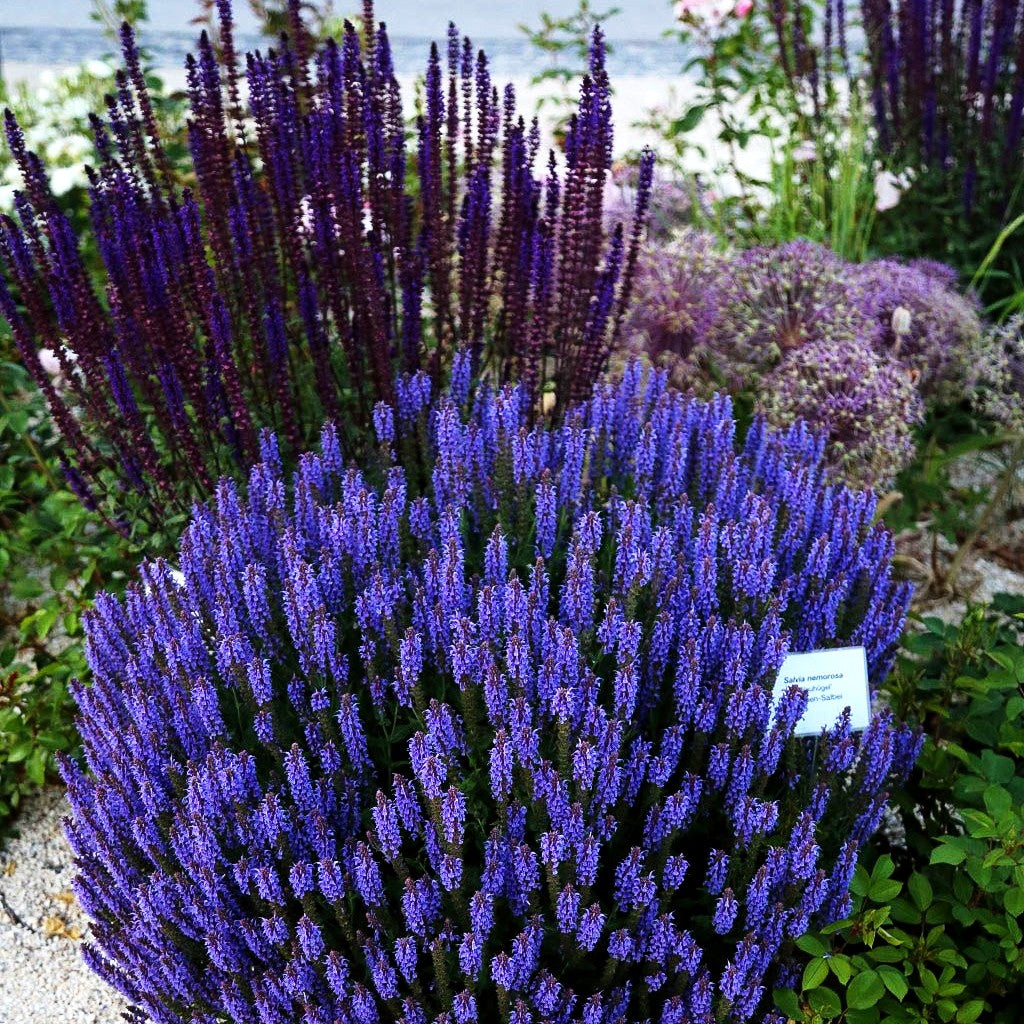 Blüten-Salbei 'Blauhügel' (Salvia nemorosa)