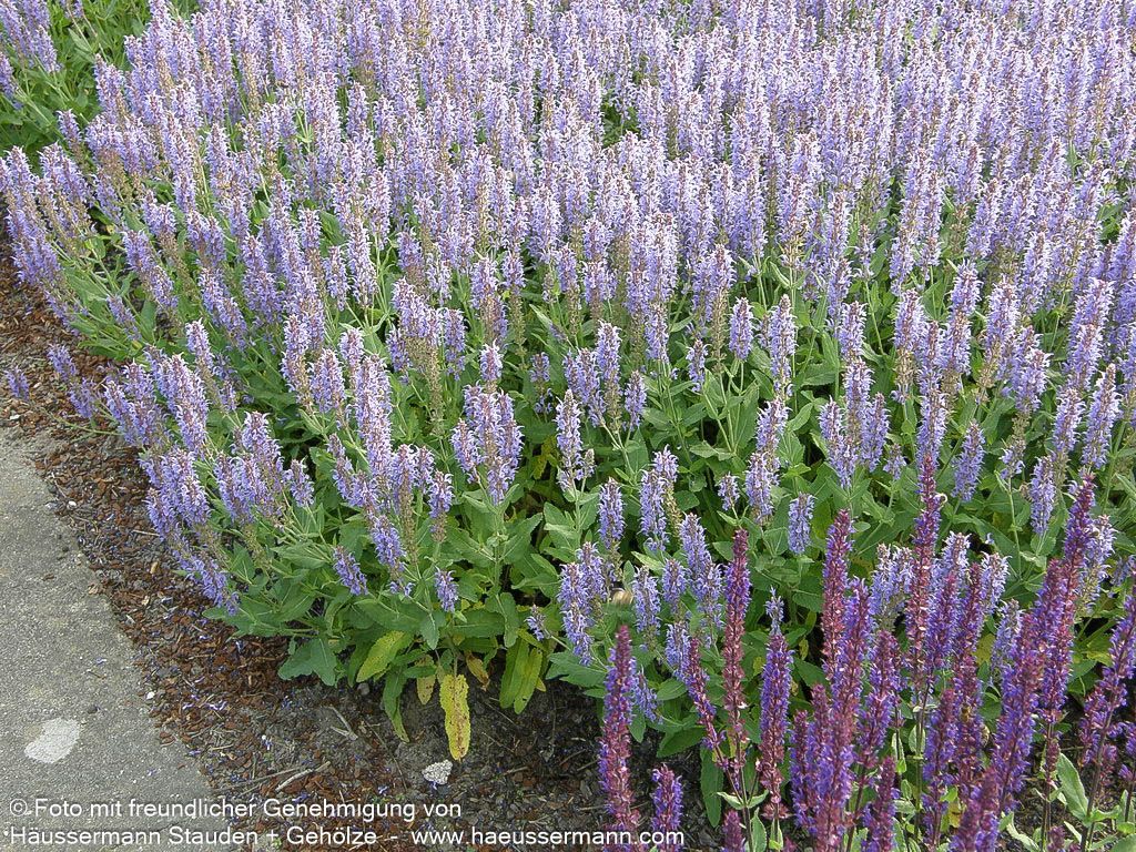 Blüten-Salbei 'Blauhügel' (Salvia nemorosa)