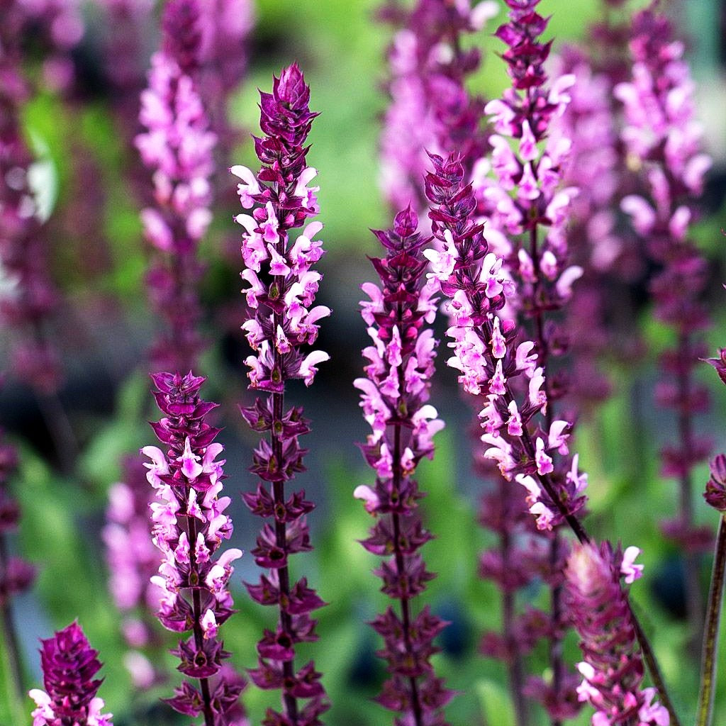 Blüten-Salbei 'Caradonna Pink' (Salvia nemorosa)
