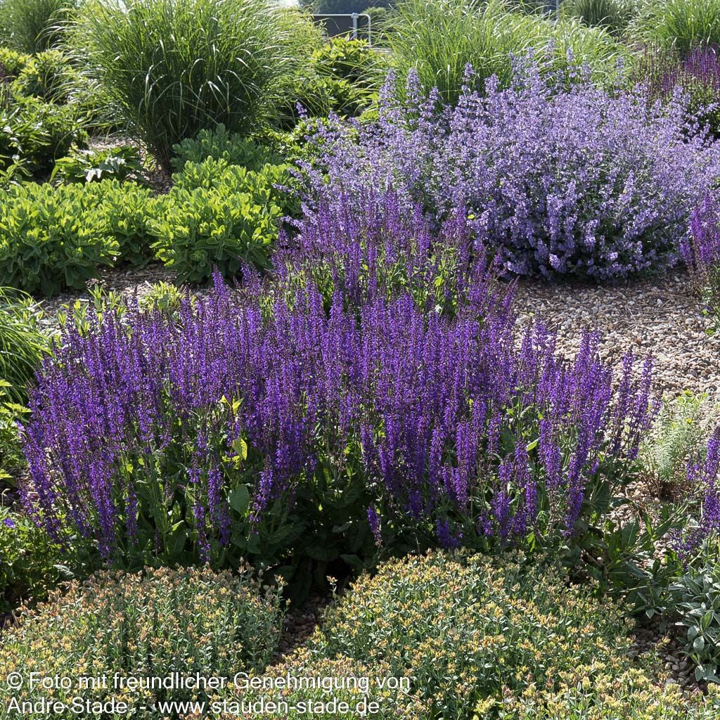 Blüten-Salbei 'Mainacht' (Salvia nemorosa)