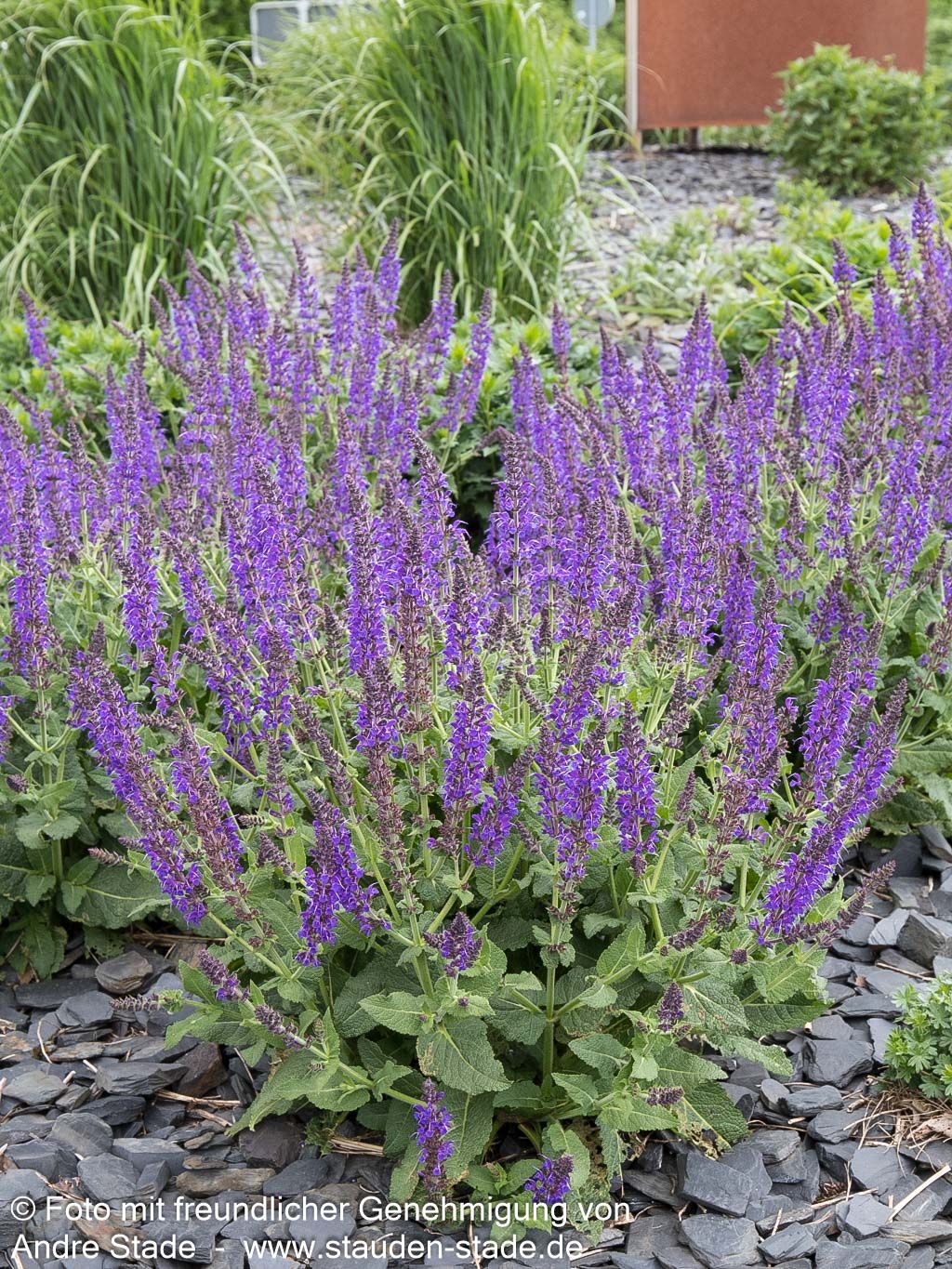Blüten-Salbei 'Mainacht' (Salvia nemorosa)