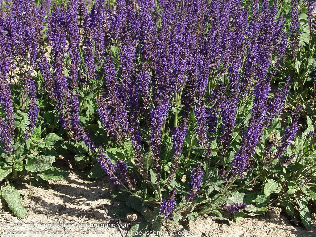 Blüten-Salbei 'Mainacht' (Salvia nemorosa)