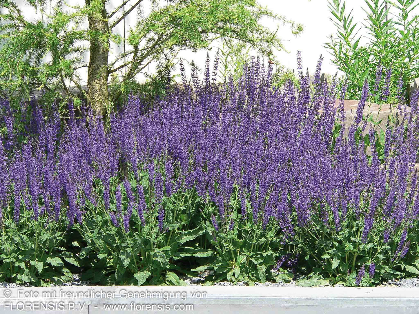 Blüten-Salbei 'Mainacht' (Salvia nemorosa)