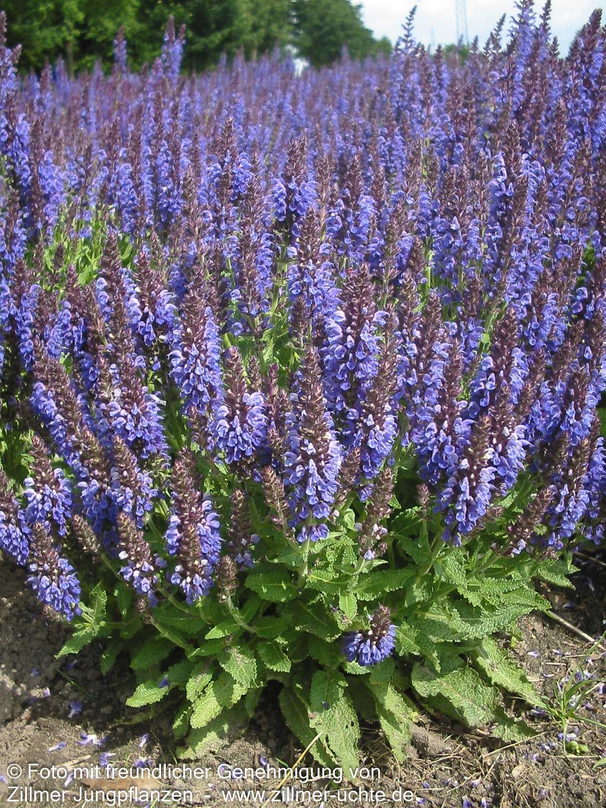 Blüten-Salbei 'Marcus' (Salvia nemorosa)
