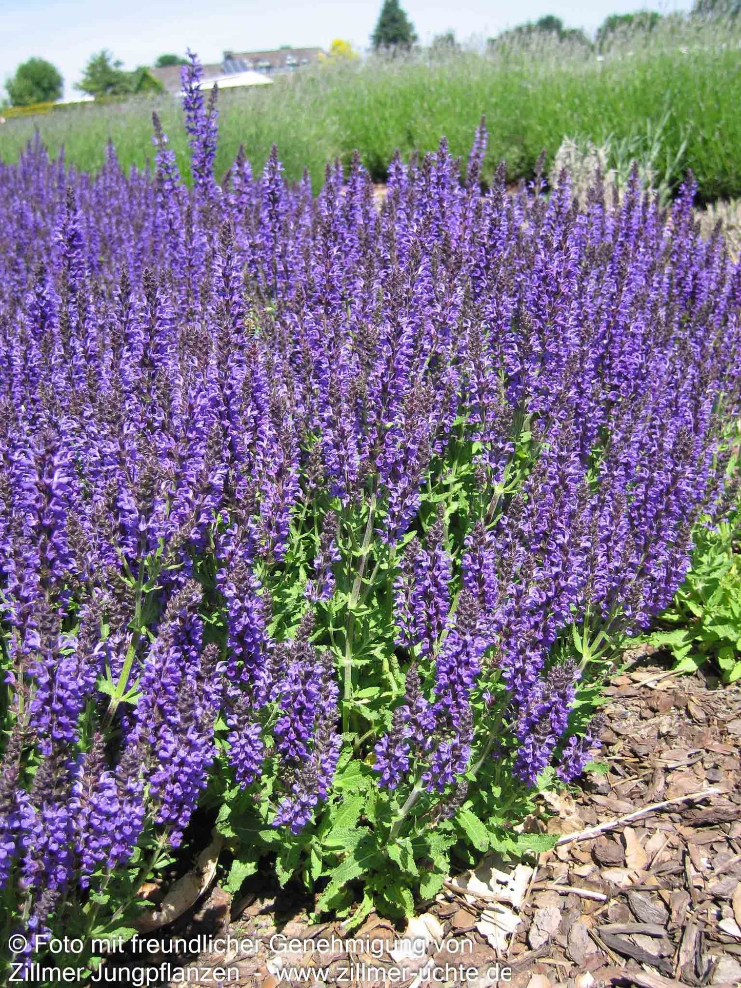 Blüten-Salbei 'Marcus' (Salvia nemorosa)