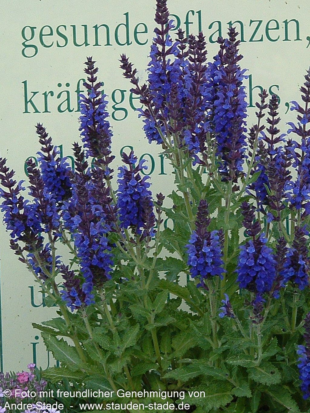 Blüten-Salbei 'Marcus' (Salvia nemorosa)
