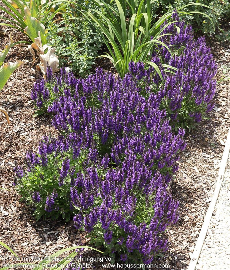Blüten-Salbei 'Marcus' (Salvia nemorosa)