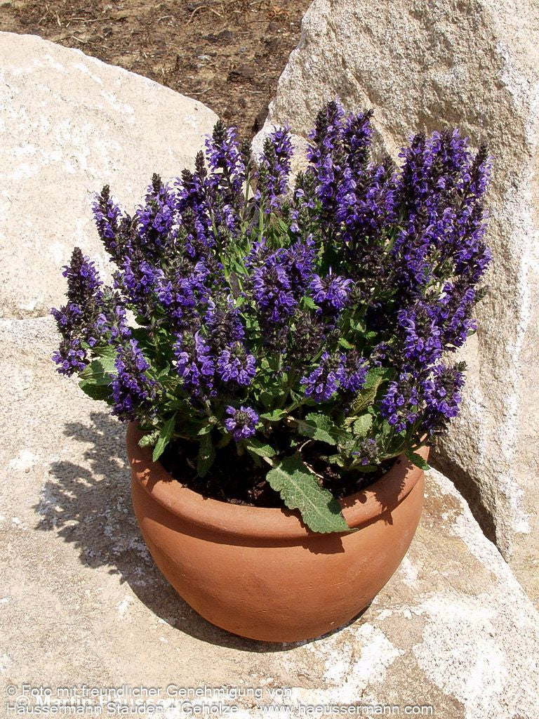 Blüten-Salbei 'Marcus' (Salvia nemorosa)