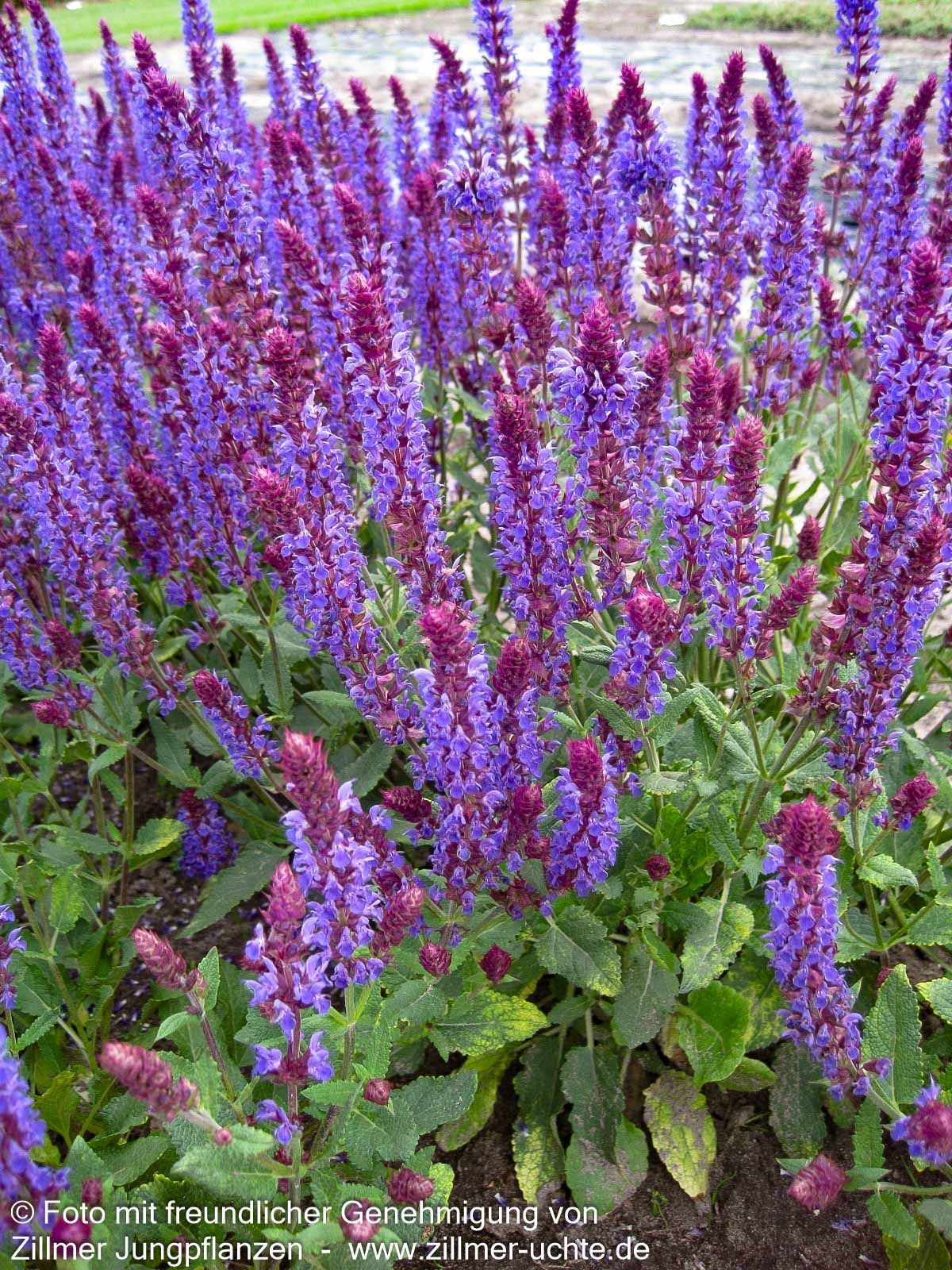Blüten-Salbei 'Negrito' (Salvia nemorosa)