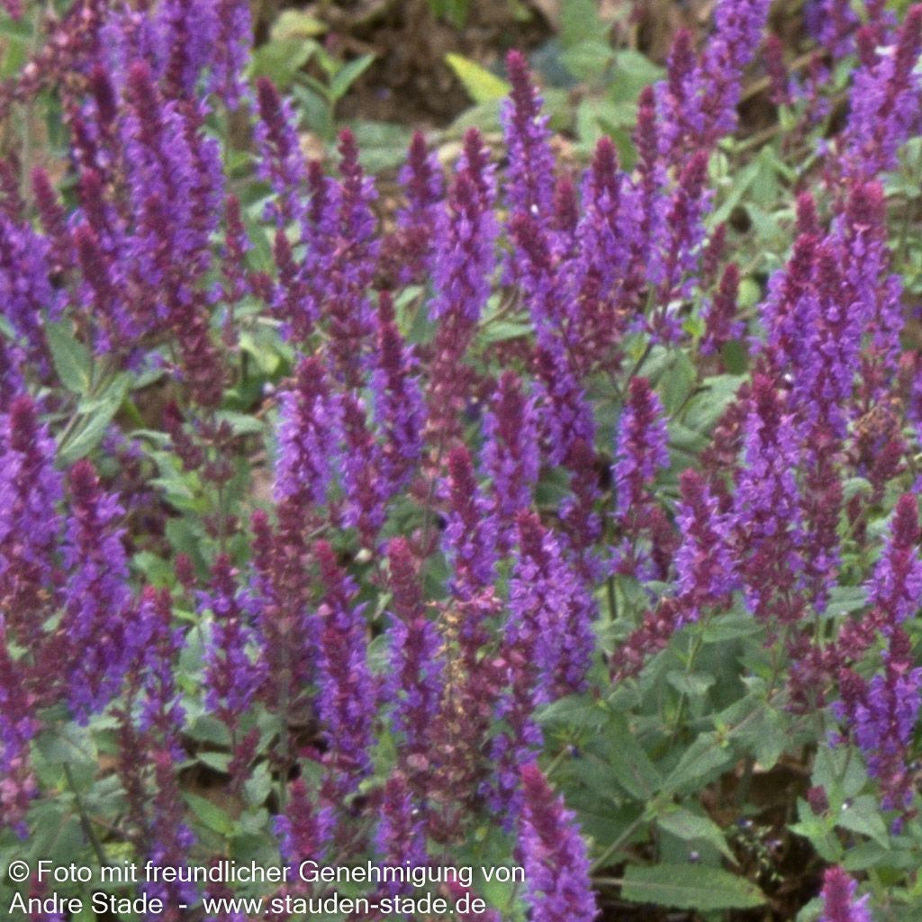 Blüten-Salbei 'Negrito' (Salvia nemorosa)