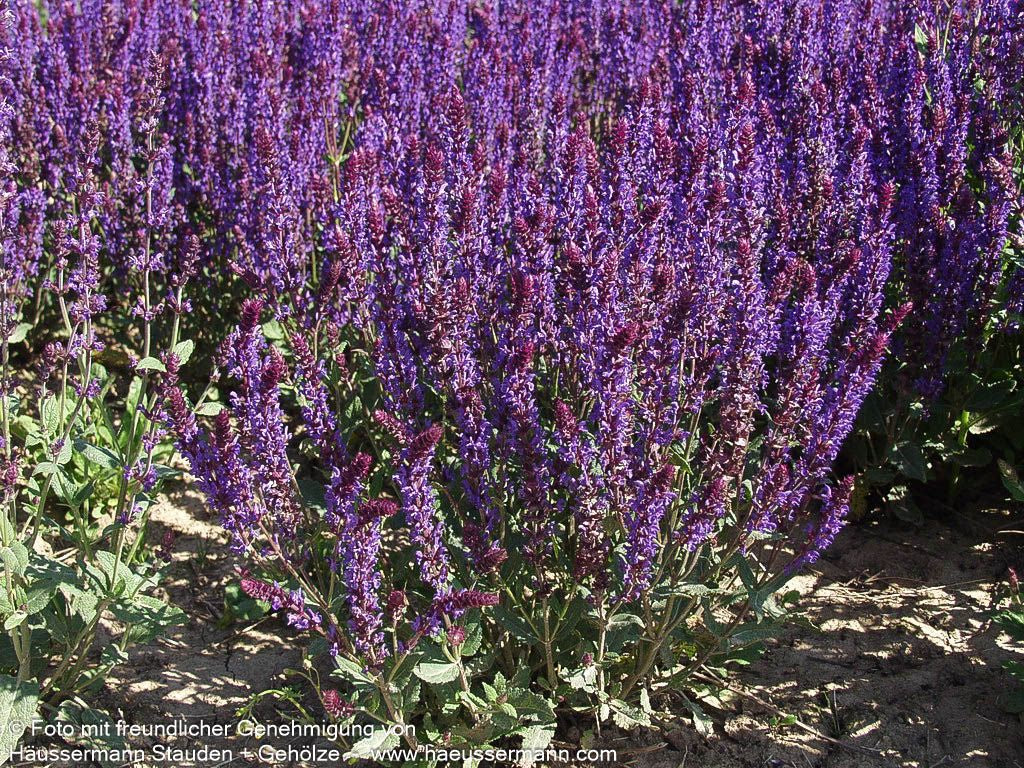 Blüten-Salbei 'Negrito' (Salvia nemorosa)