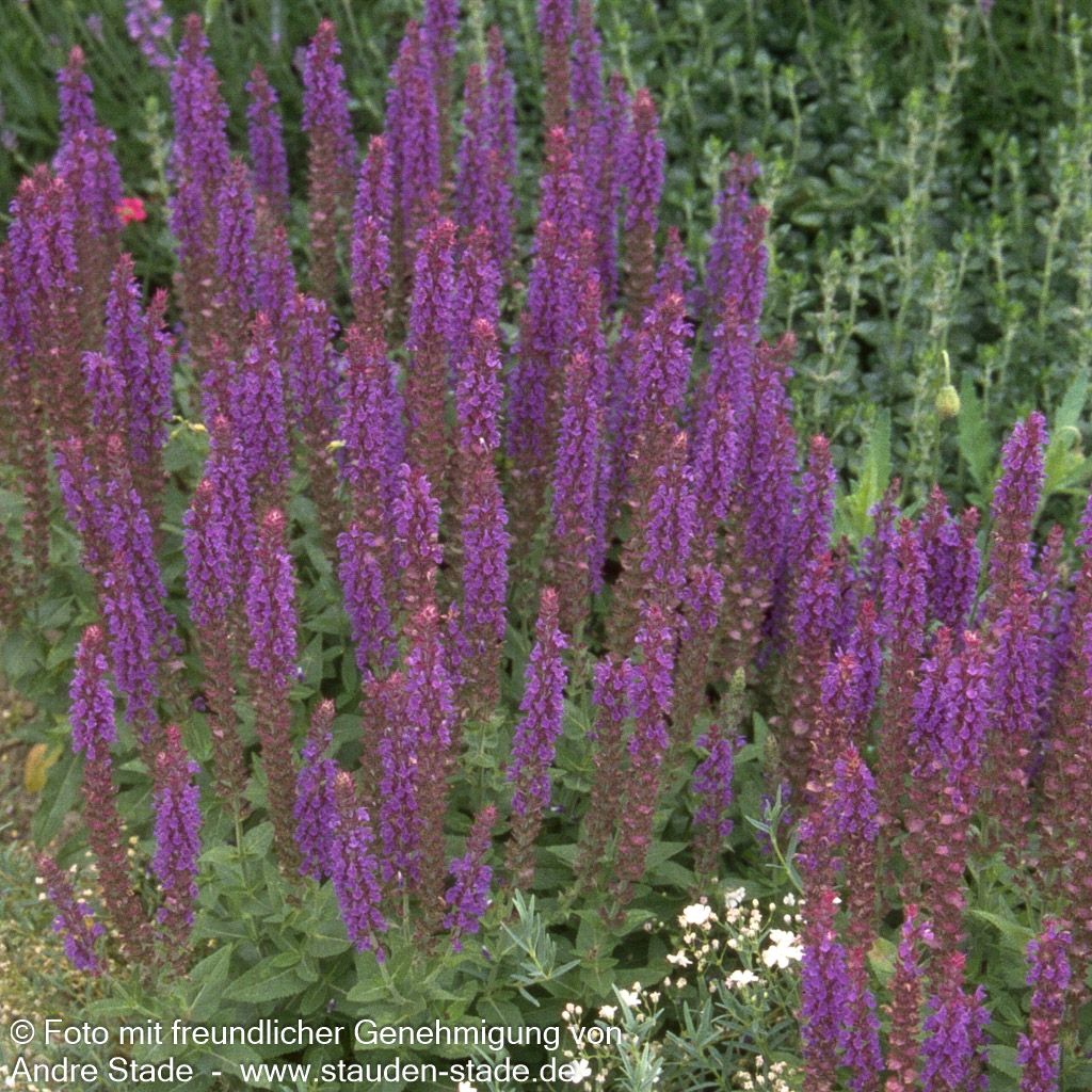 Blüten-Salbei 'Ostfriesland' (Salvia nemorosa)