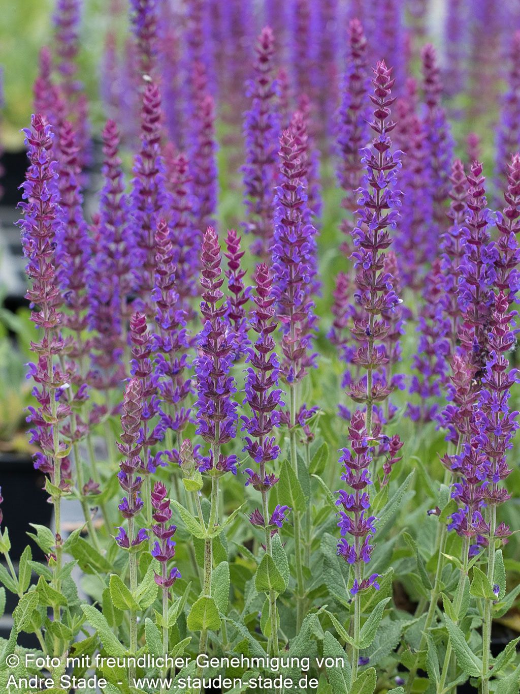 Blüten-Salbei 'Ostfriesland' (Salvia nemorosa)