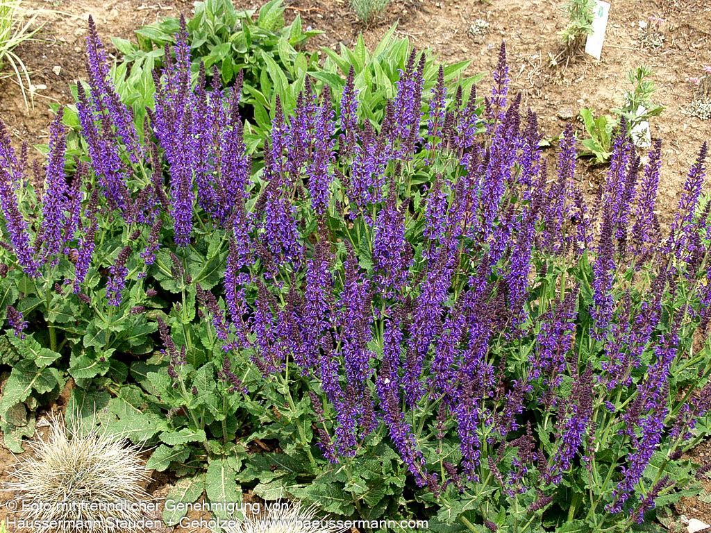 Blüten-Salbei 'Ostfriesland' (Salvia nemorosa)