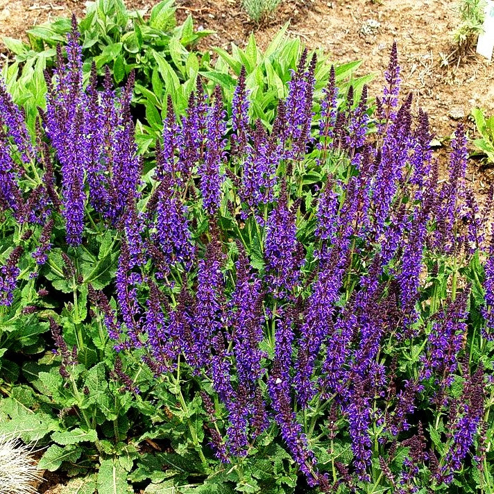Blüten-Salbei 'Ostfriesland' (Salvia nemorosa)