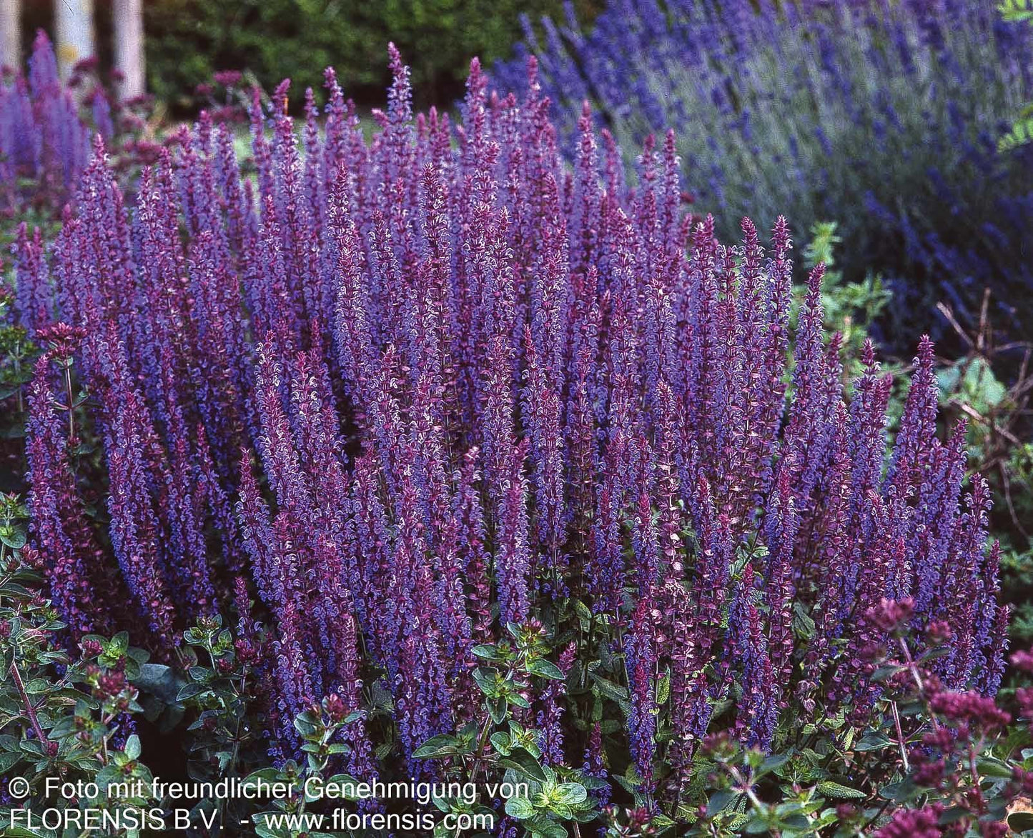 Blüten-Salbei 'Ostfriesland' (Salvia nemorosa)