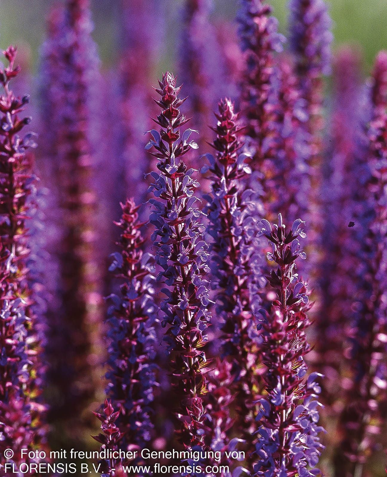 Blüten-Salbei 'Ostfriesland' (Salvia nemorosa)
