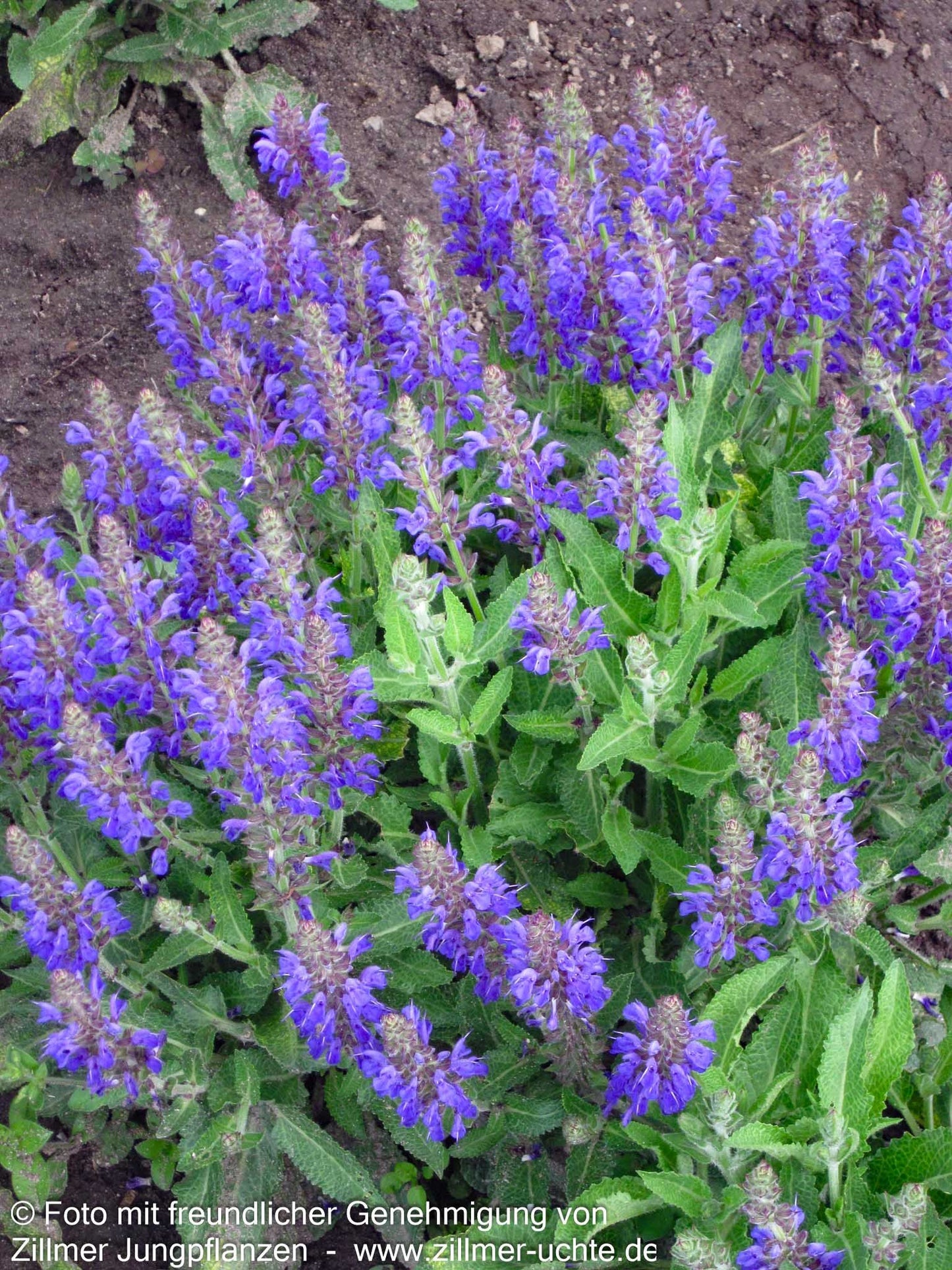 Blüten-Salbei 'Rügen' (Salvia nemorosa)