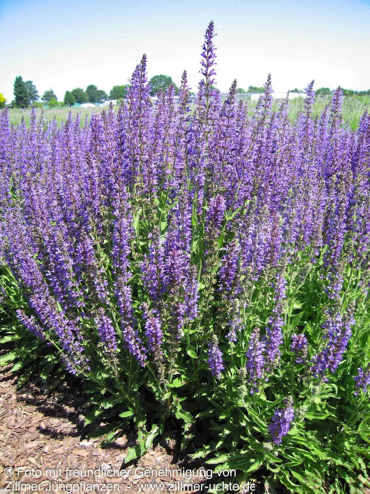 Blüten-Salbei 'Rügen' (Salvia nemorosa)