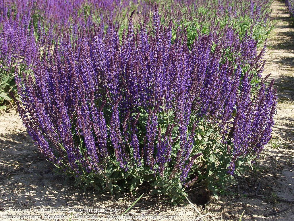 Blüten-Salbei 'Rügen' (Salvia nemorosa)
