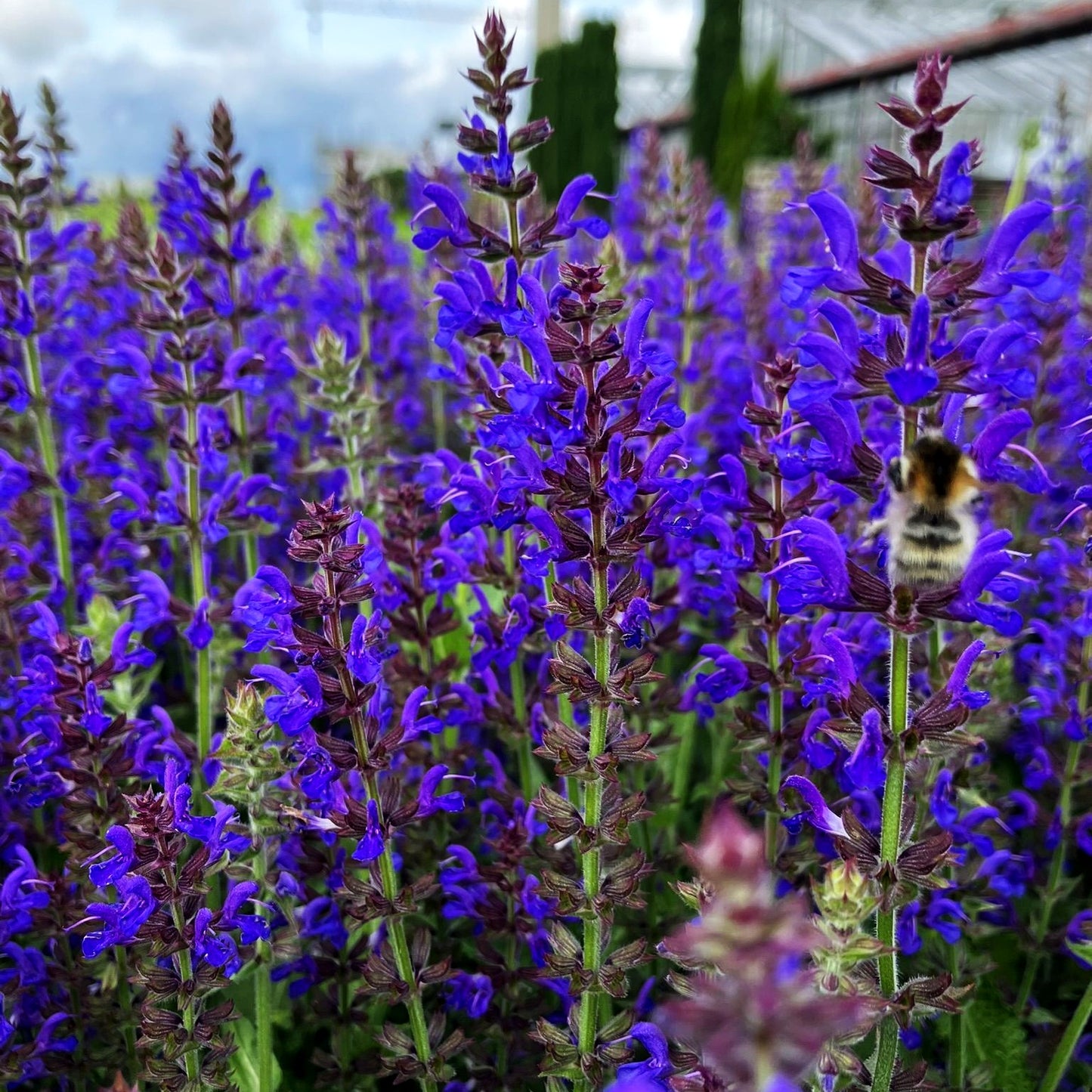 Blüten-Salbei 'Rügen' (Salvia nemorosa)
