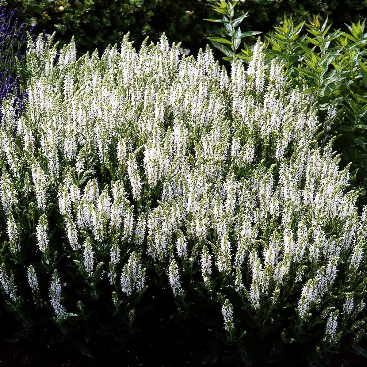 Blüten-Salbei 'Schneehügel' (Salvia nemorosa)