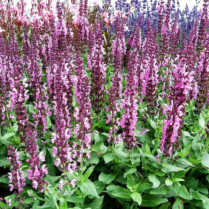 Blüten-Salbei 'Sensation Deep Rose' (Salvia nemorosa)