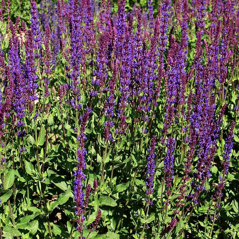Blüten-Salbei 'Tänzerin' (Salvia nemorosa)