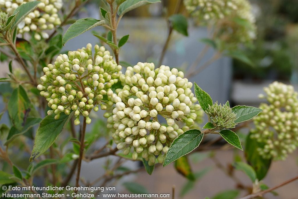 Blüten-Schneeball 'Eskimo' (Viburnum x cult.)