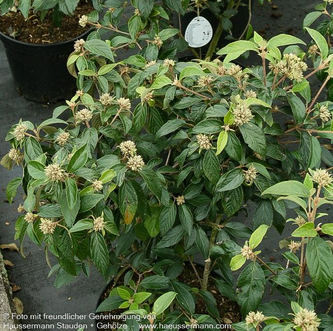 Blüten-Schneeball 'Eskimo' (Viburnum x cult.)