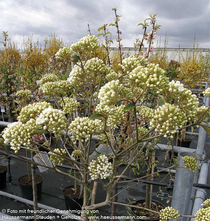 Blüten-Schneeball 'Eskimo' (Viburnum x cult.)