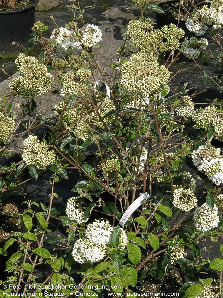 Blüten-Schneeball 'Eskimo' (Viburnum x cult.)
