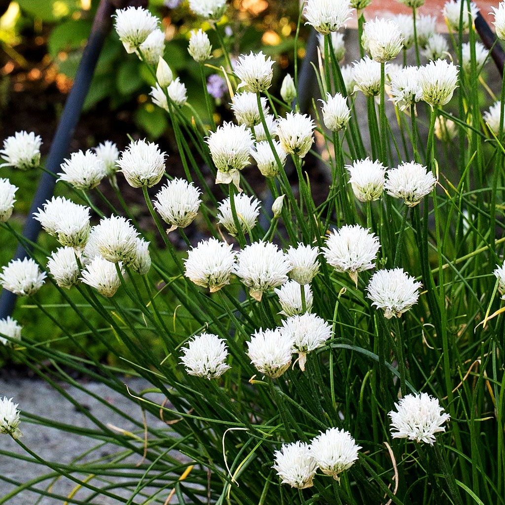 Blüten-Schnitt-Lauch 'Corsican White' (Allium schoenoprasum)