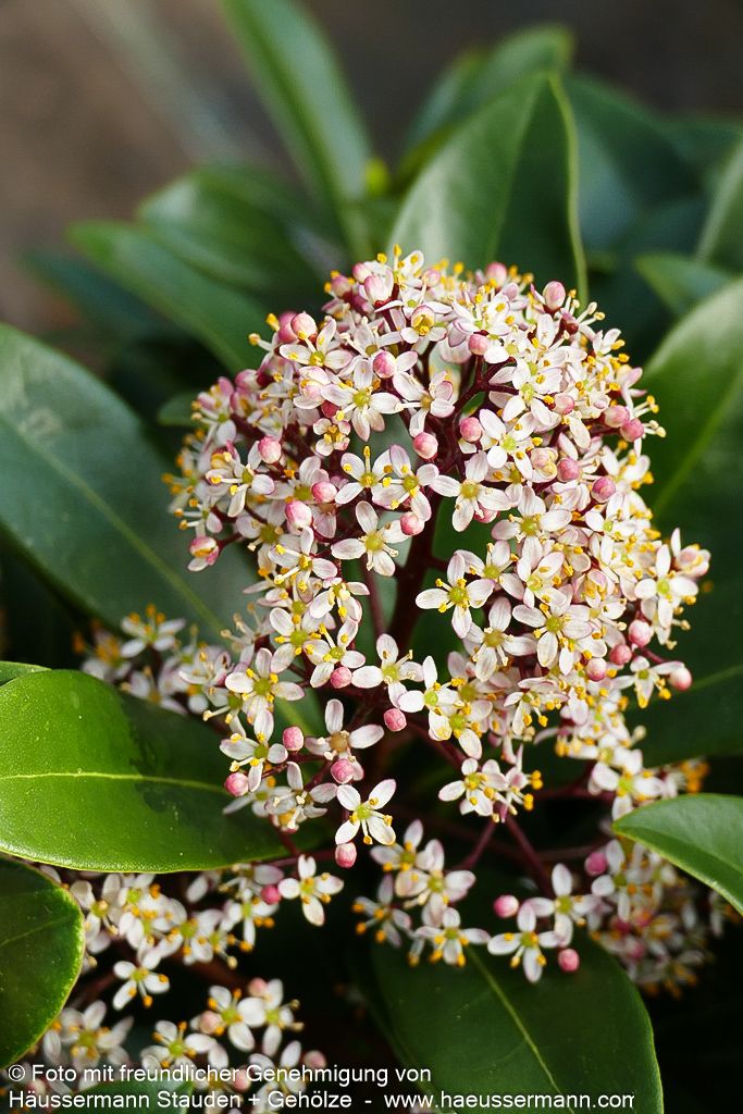 Blüten-Skimmie 'Rubella' (Skimmia japonica)