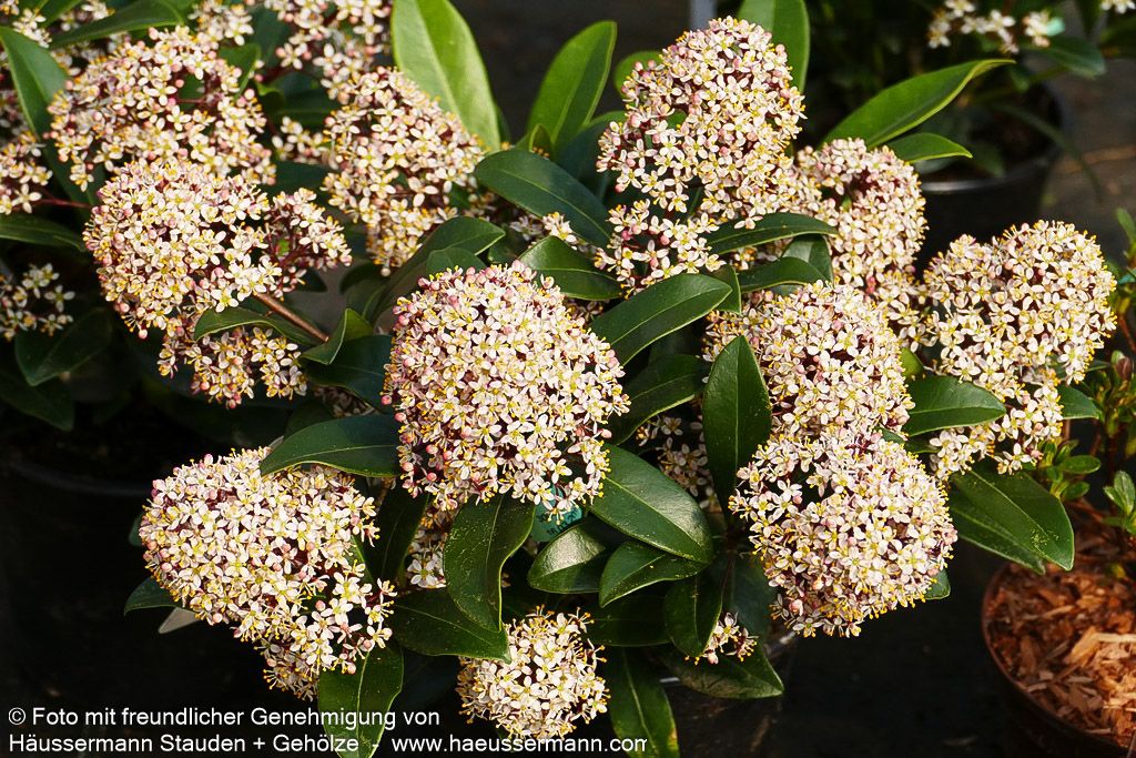 Blüten-Skimmie 'Rubella' (Skimmia japonica)