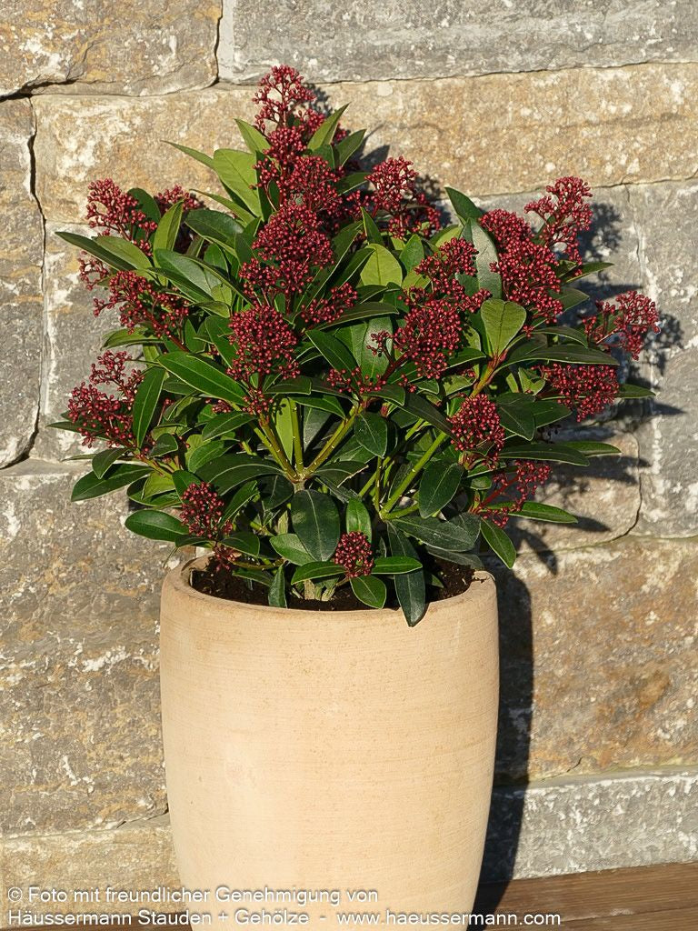 Blüten-Skimmie 'Rubella' (Skimmia japonica)