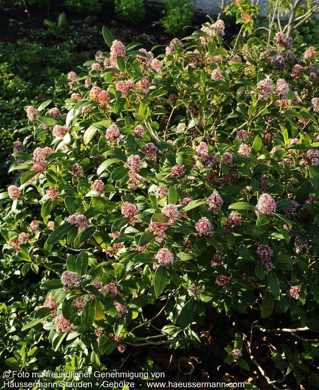Blüten-Skimmie 'Rubella' (Skimmia japonica)