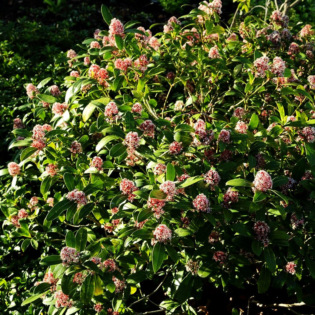 Blüten-Skimmie 'Rubella' (Skimmia japonica)
