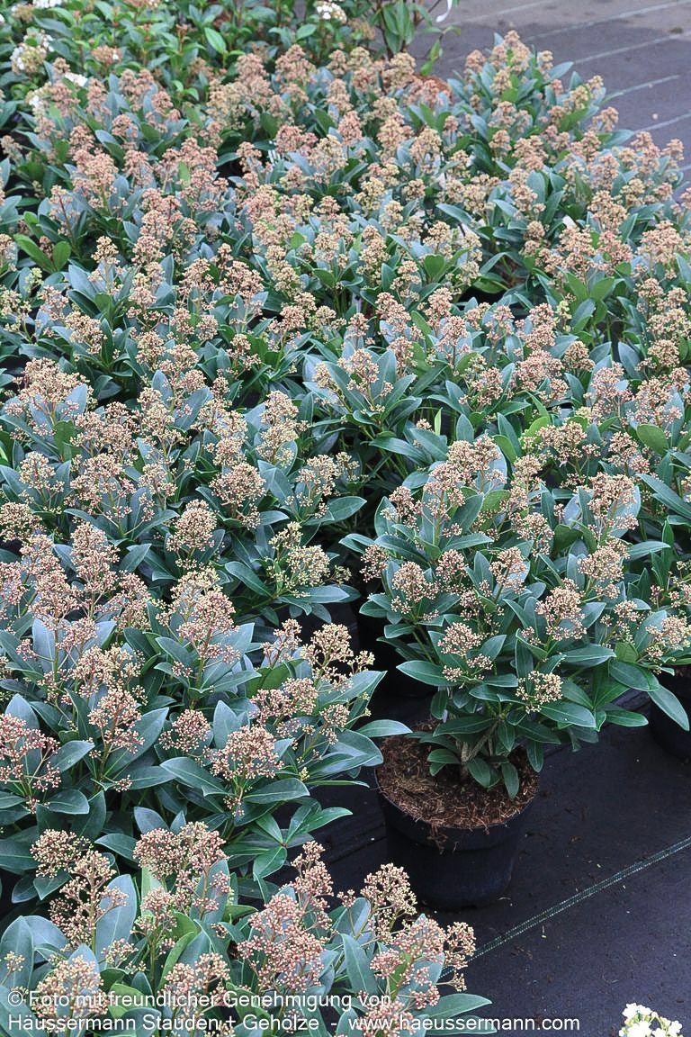 Blüten-Skimmie 'Rubella' (Skimmia japonica)