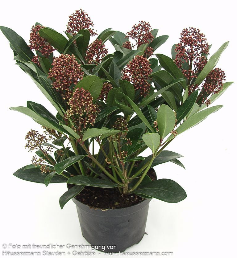 Blüten-Skimmie 'Rubella' (Skimmia japonica)