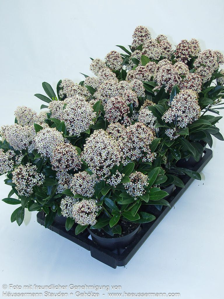Blüten-Skimmie 'Rubella' (Skimmia japonica)